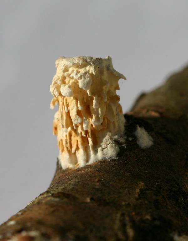 lignicolo da determinare (Hyphoderma radula)